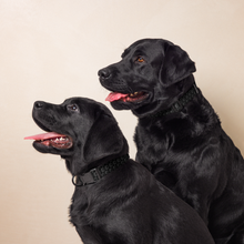 Load image into Gallery viewer, Off The Grid (Pet Collar) Black